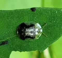 Small Tortoise Beetle thumbnail 3