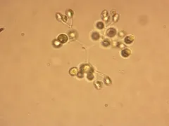 Hindakia tetrachotoma thumbnail 3