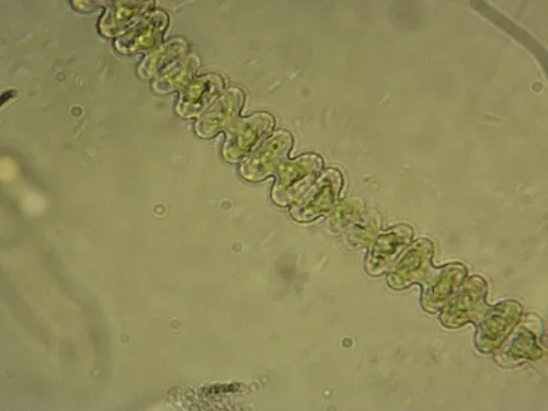 Spondylosium planum