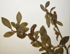 Myrtle-leaf Willow thumbnail 3