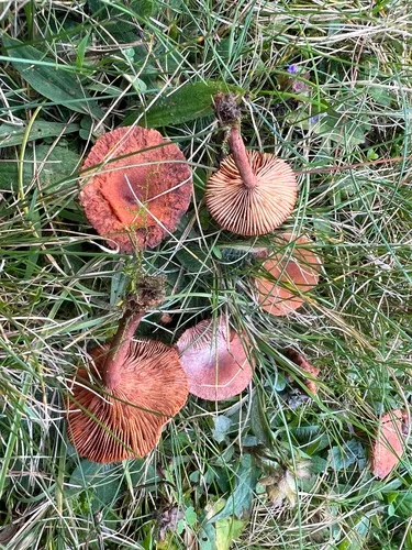 Lactarius neotabidus