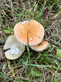 Russula cremeirosea thumbnail 4