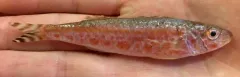 Dwarf Goatfish thumbnail 1
