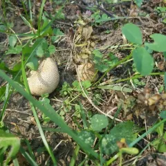 Leopard Earthball thumbnail 3