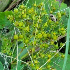 Roundfruit St. John's-wort thumbnail 4