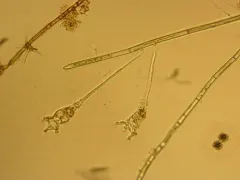 Collotheca ornata thumbnail 2