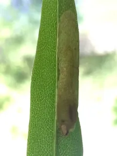Astrotischeria solidagonifoliella thumbnail 3