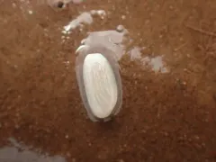 White Cylichna thumbnail 1