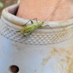 Forbes' Tree Cricket thumbnail 2