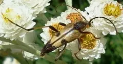 Etorofus vitiosus thumbnail 4