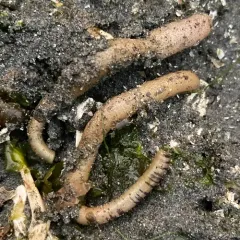 Pacific Peanut Worm thumbnail 2