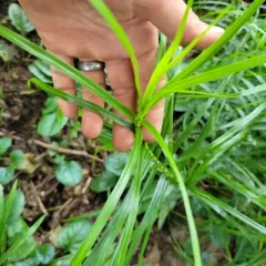 palm sedge thumbnail 3