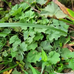 Garden Lady's-mantle thumbnail 4