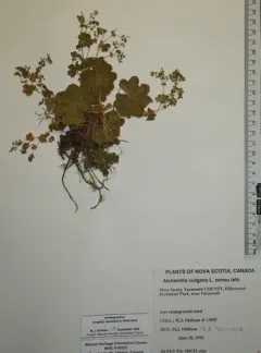 Lady's-mantle thumbnail 3
