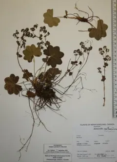 Pale Lady's-mantle thumbnail 2