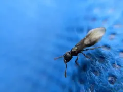 American Mite-eating Ant thumbnail 3