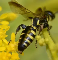 Myzinum maculatum thumbnail 2