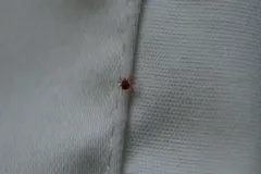 Anystis baccarum thumbnail 1