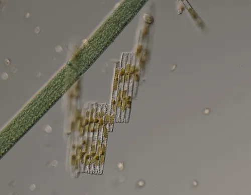 carpenter's rule diatom