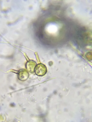 Chaetosphaeridium globosum
