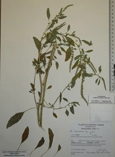 Tall Amaranth