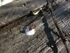Morose Woodland Spider thumbnail 1