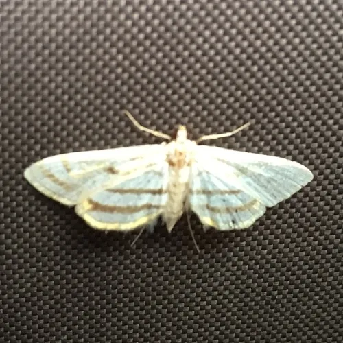 Chestnut-marked Pondweed Moth