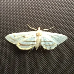 Chestnut-marked Pondweed Moth thumbnail 1