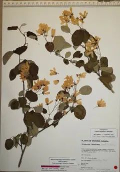 beautiful serviceberry thumbnail 4