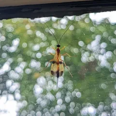Acrotaphus wiltii thumbnail 2
