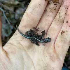 Northern Slimy Salamander thumbnail 4