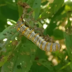 Pearly Wood-nymph thumbnail 4