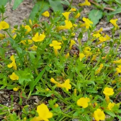 golden hedge-hyssop thumbnail 4