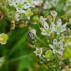 Western Striped Cucumber Beetle thumbnail 1