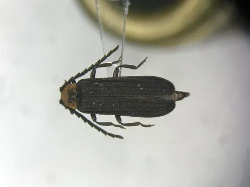 Lopheros crenatus
