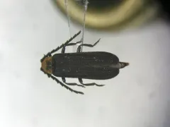 Lopheros crenatus thumbnail 1