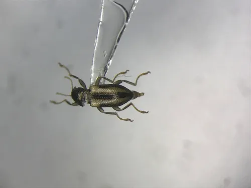 Banded Riffle Beetle