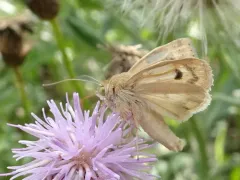Paradoxical Grass Moth thumbnail 2