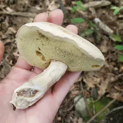 pallid bolete thumbnail 2