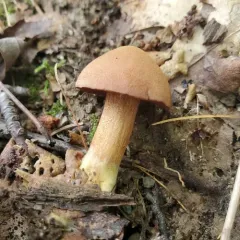 Peppery Bolete thumbnail 4