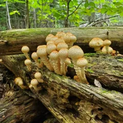 Sharp-scaly Pholiota thumbnail 4