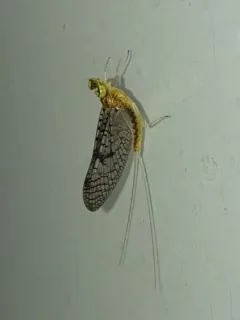 Leucrocuta umbratica thumbnail 3