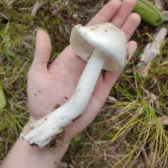 Amanita amerivirosa thumbnail 3