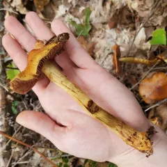 wrinkled cortinarius thumbnail 3
