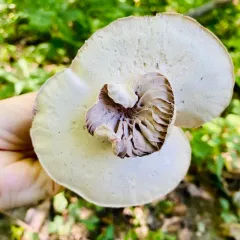 Purple-and-White Deceiver thumbnail 4