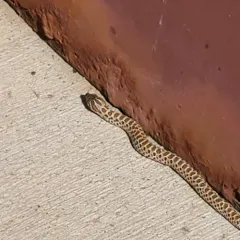 Plains Hognose Snake thumbnail 3