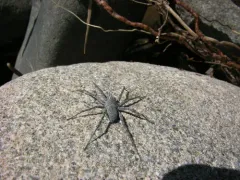 Pardosa steva thumbnail 4