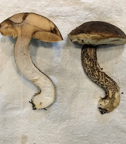 Slate Bolete