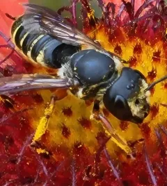 Megachile inimica thumbnail 3