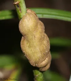 Asteromyia tumifica thumbnail 2